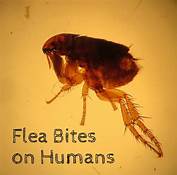 Can Pet Fleas Live on Humans?