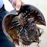 Can You Have a Horseshoe Crab as a Pet?