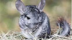 Are Chinchillas Good Pets?