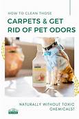 How to Remove Pet Smell from Carpet