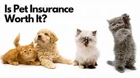 Is It Worth It to Get Pet Insurance?