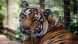 Can You Keep a Pet Tiger?