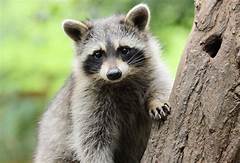 Are Raccoons Legal as Pets in California?