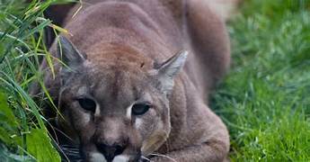Can You Have a Pet Cougar?