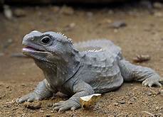 Can You Have a Tuatara as a Pet?