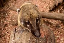 Do Coatimundis Make Good Pets?