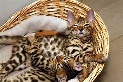 Are Bengals Good Pets?