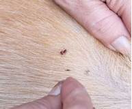 How Can You Tell If Your Pet Has Fleas?