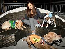 How Many Pets Does Ariana Grande Have? | A Detailed List