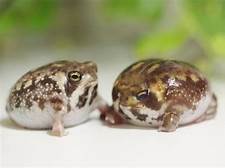 Are Rain Frogs Good Pets?