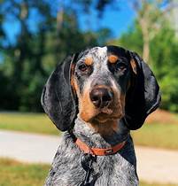 Are Coonhounds Good Pets?