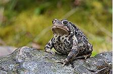 How to Keep Toads as Pets