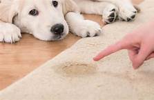 How to Remove Pet Urine Odor From Carpet