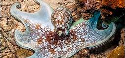 How to Keep an Octopus as a Pet