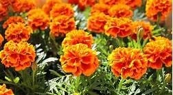 Are Marigolds Pet Safe?