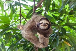 Can I Own a Pet Sloth?