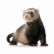 How Much Does a Pet Ferret Cost?