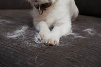 How to Manage Pet Hair in the Home