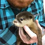 Can You Buy a Pet Otter?