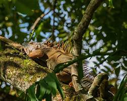 Can Iguanas Be Pets?