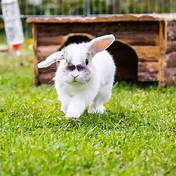 How Long Do Rabbits Live as Pets Indoors?