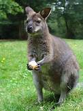 Are Wallabies Good Pets?