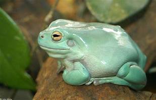 Are Tree Frogs Good Pets?