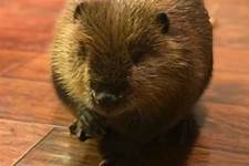 Can You Keep a Beaver as a Pet?