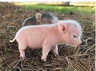 How Much Are Pet Pigs?