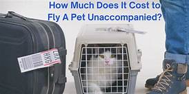 How Much Does It Cost to Fly with a Pet?