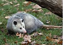 Can I Have a Pet Opossum?