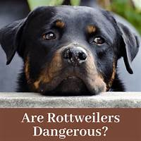 Do Rottweilers Make Good Pets?