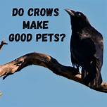 Can You Keep Crows As Pets?