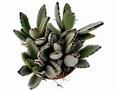 Are Kalanchoe Pet Safe?