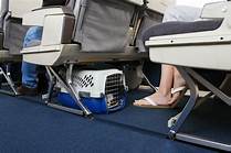 Can Pets Fly on Spirit Airlines?