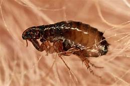 Can Fleas Live in a House with No Pets?