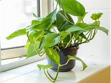 Are Pothos Toxic to Pets?