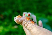 Do Frogs Like to Be Pet?