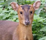 Can I Have a Deer as a Pet?