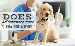 Does Pet Insurance Cover Allergy Shots?
