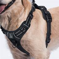 How to Put a Pet Harness On