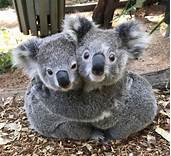 Can a Koala Bear Be a Pet?