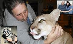 Can You Have a Mountain Lion as a Pet?