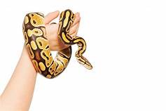 Do Pet Snakes Love Their Owners?