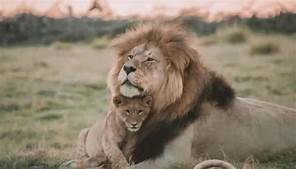 Can I Have a Lion as a Pet?