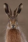 Can Hares Be Pets?