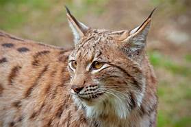 Do Lynx Make Good Pets?