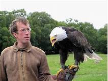 Can You Own a Bald Eagle as a Pet?