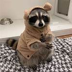 How Can I Get a Pet Raccoon?