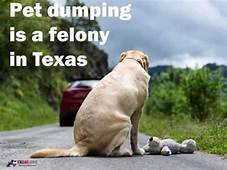 Is Pet Dumping a Felony in Texas?